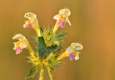 Galeopsis speciosa