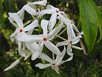 Kopsia arborea Type species