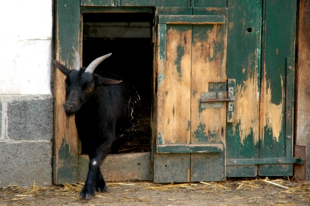 Geit op Kinderboerderij Bornem