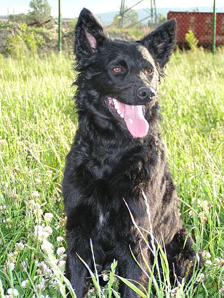 An adult Croatian Sheepdog