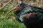 Thumbnail for File:Geronticus eremita -Tierpark Hellabrunn -upper body-8a.jpg