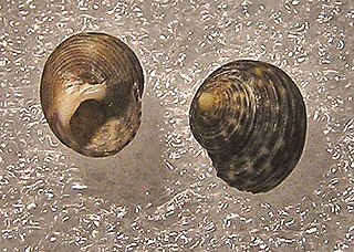 <i>Gibbula cicer</i> Species of gastropod