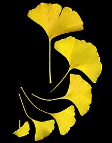 200 million year old tree species that should be far more abundant in our natural and built environments. 4 yellow Ginkgo leaves aligned to the right.