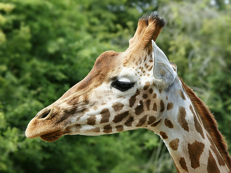 File:Giraffa camelopardalis rothschildi (head).jpg