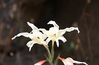 <i>Gladiolus undulatus</i> Species of flowering plant