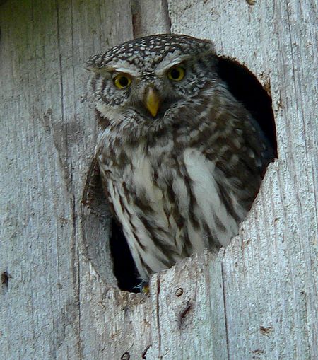 Glaucidium passerinum