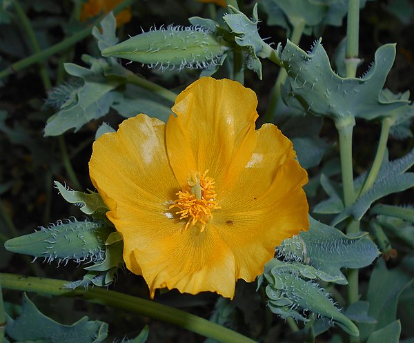 A flowering glaucium flavum