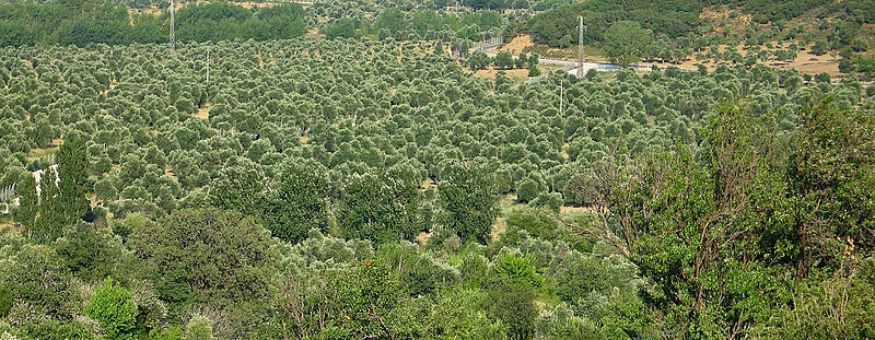 File:Gokceada zeytinli olives.JPG