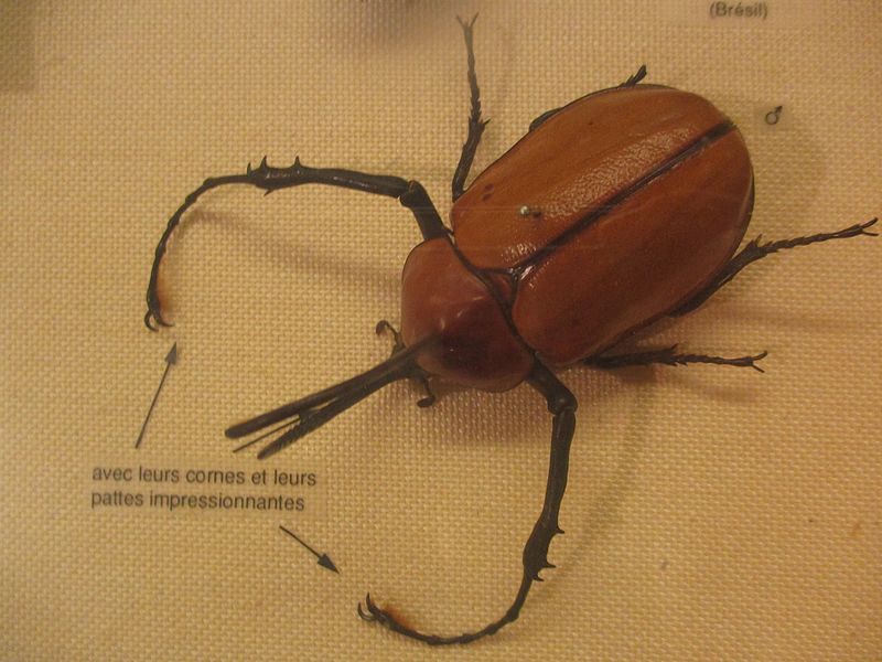 File:Golofa porteri.jpg