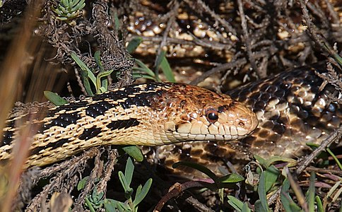 San Diego gophersnake (Pituophis catenifer annectens) San Luis Obispo County, California (May 9, 2009)