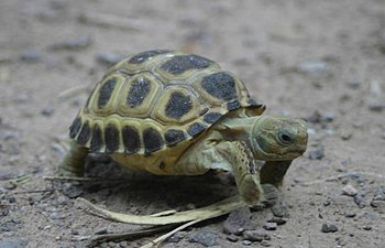 A juvenile bolson tortoise (Gopherus flavomarginatus), from Durango, Mexico (7 July 2006)
