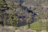 Tallskog i Reserva Natural Integral de Inagua-Ojeda-Pajonales, kärnområdet för grancanariablåfinken.