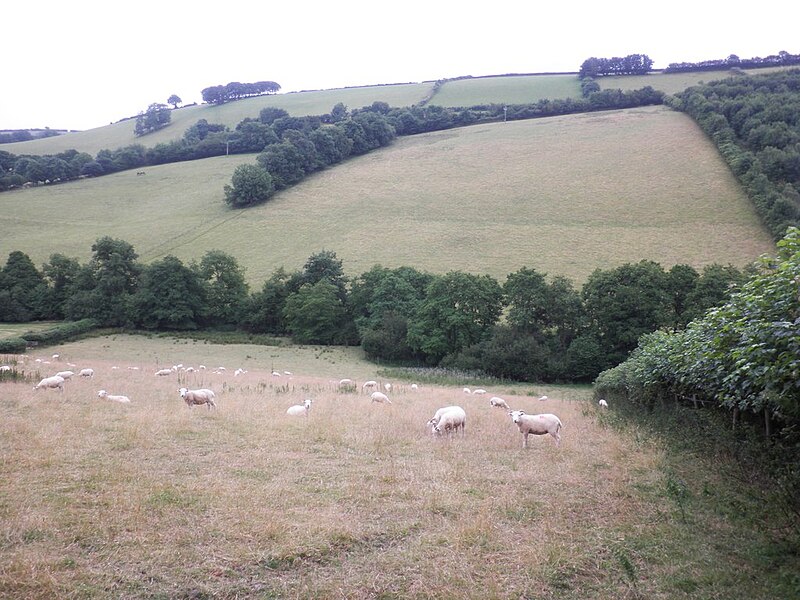 File:Grazing sheep, near Winsford - geograph.org.uk - 3575865.jpg