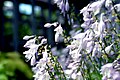 Some hostas in the Greater Gustavus Hosta Garden