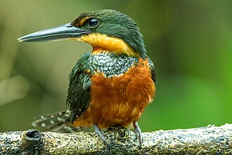 At Tortuguero National Park, Costa Rica Green-and-Rufous Kingfisher (female) - Flickr - Becky Matsubara.jpg