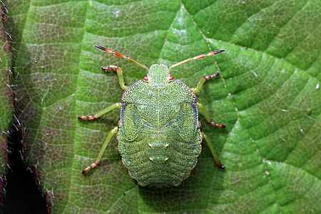 Green shield bug (Palomena prasina) 5th instar nymph.jpg