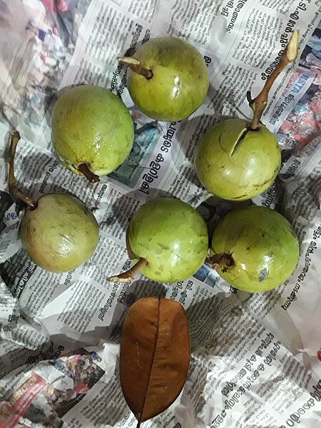 File:Green star apple in kerala.jpg