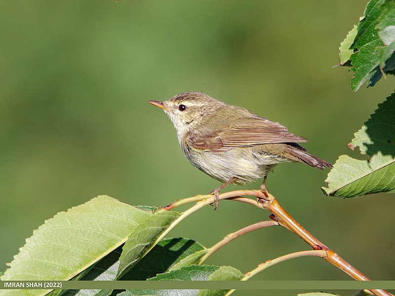 File:Greenish Warbler (Phylloscopus trochiloides) (52525055444).jpg