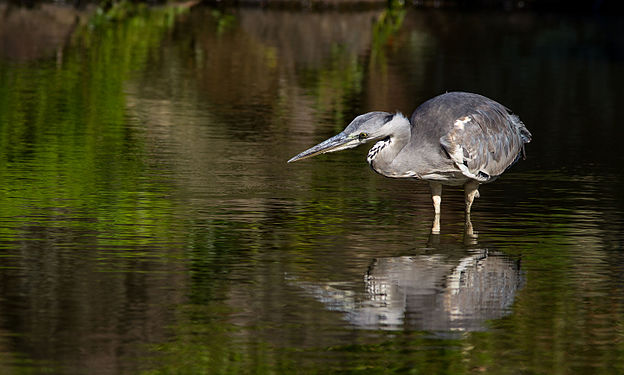 Grey Heron (Taken at Keitakuen.)