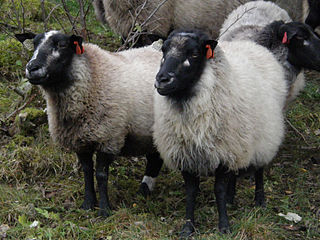 Grey Troender sheep Breed of sheep