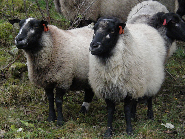 Grey Troender sheep, a breed which originated in Trøndelag