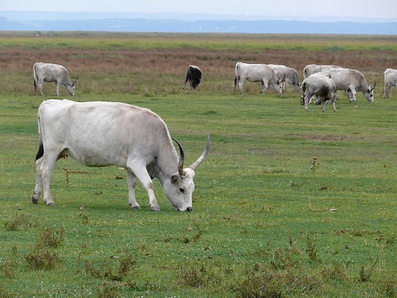 File:Greycattle z05.jpg