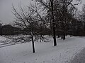 Großer Garten, Dresden in winter (1119).jpg