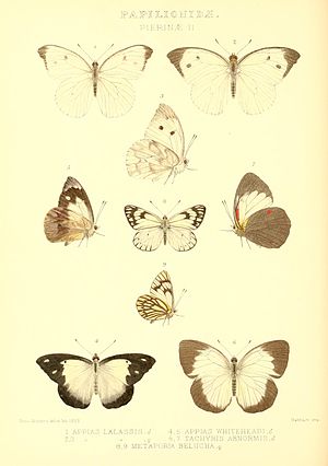 GroseSmithKirby1892RhopExotPierinaeII.jpg