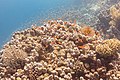 * Nomination Group of sea goldies (Pseudanthias squamipinnis), Ras Muhammad National Park, Egypt --Poco a poco 08:25, 5 July 2022 (UTC) * Promotion Quite good, overall. It's probably worth adding some more categories for other creatures we see. -- Ikan Kekek 08:38, 5 July 2022 (UTC)