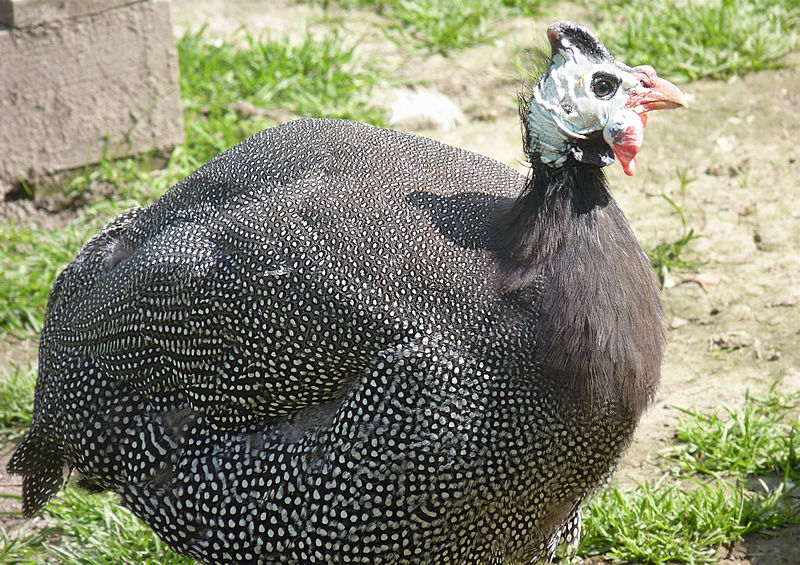 File:Guinea fowl J2.jpg