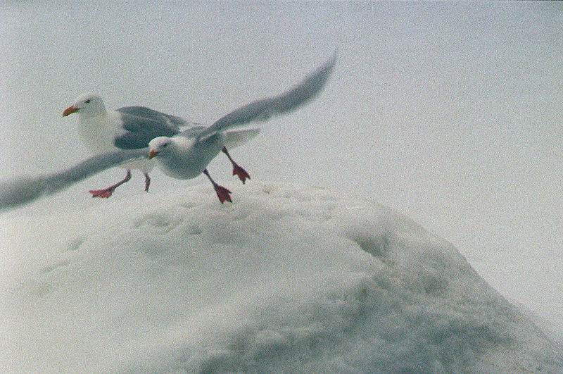 File:Gulls (js) 19.jpg