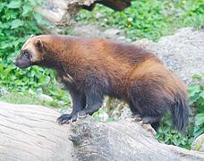 Les mustélidés : des « nuisibles » indispensables à la nature - Animal Cross