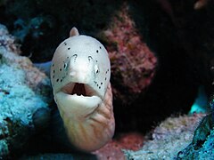 Gymnothorax griseus do mar Vermelho.JPG