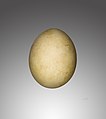 Јајце од Gypaetus barbatus hemachalanus