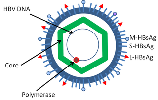 <span class="mw-page-title-main">HBcAg</span>