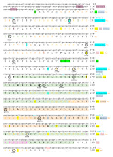 CCDC97 annotated conceptual human translation with post-translational modifications, nuclear localization signals, motifs, and secondary structures.