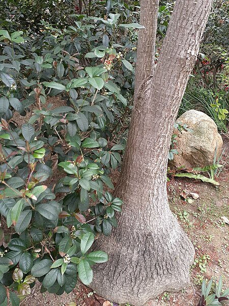 File:HK 中環 Central 遮打花園 Chater Garden flora green leaves n trees March 2020 SS2 41.jpg