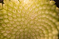 Harilik võilill (Taraxacum officinale) õis2.jpg