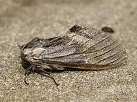 tawny prominent Harpyia milhauseri .jpg