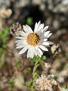 Helichrysum calvertianum flower image 01.jpg