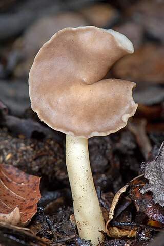 <i>Helvella compressa</i> Species of fungus