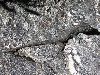 <i>Hemicordylus</i> Genus of lizards