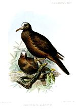 Thumbnail for 1861 in birding and ornithology