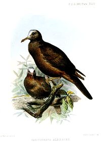 New Guinea bronzewing Proceedings of the Zoological Society of London 1861. Plate by Joseph Wolf HenicophapsAlbifronsWolf.jpg