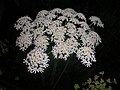 Heracleum sphondylium