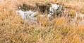 * Nomination Hiking in autumn by Wijnjeterper Schar. Wet overgrown heather. --Famberhorst 16:43, 3 November 2017 (UTC) * Promotion Good quality. --Jacek Halicki 00:00, 4 November 2017 (UTC)