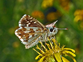 Rosy grizzled skipper Species of skipper butterfly genus Pyrgus