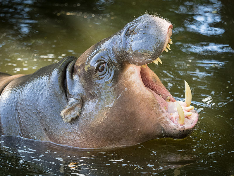 File:Hexaprotodon liberiensis Lagos Zoo Portugal (2).jpg