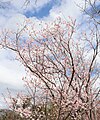P092 雛桜 Hinazakura 枝の写真