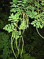 Hippocrepis emerus fruits.jpg